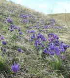 Pulsatilla patens. Цветущие растения на северном склоне холма. Казахстан, Актюбинская область, север Мугоджар. 23.04.2006.