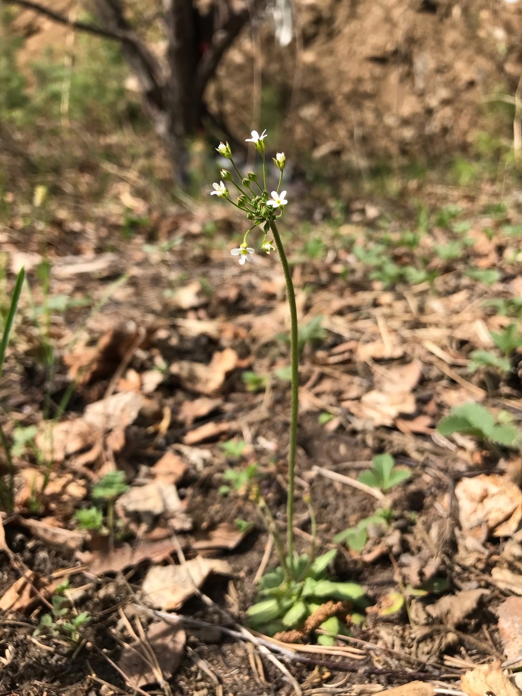 Image of genus Androsace specimen.