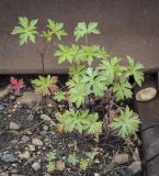 Geranium sibiricum. Вегетирующие растения. Пермский край, Кунгурский муниципальный округ, село Моховое, станция Иренский, между железнодорожными путями. 04.06.2023.