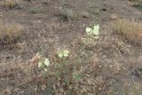 Alcea rugosa