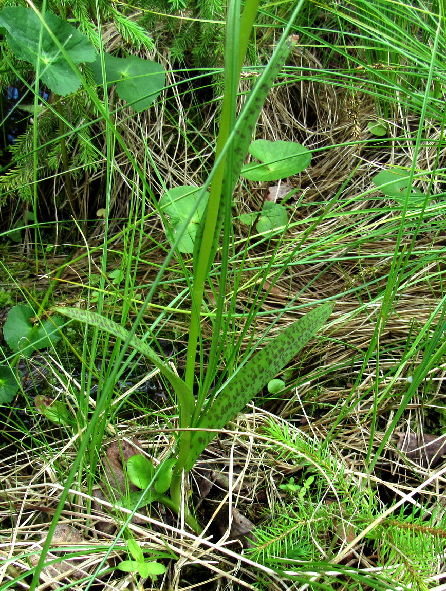 Image of Dactylorhiza baltica specimen.