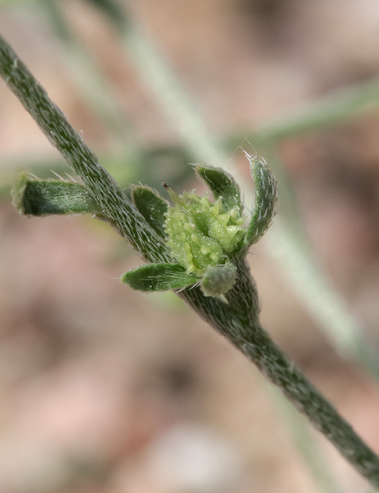 Image of genus Lappula specimen.