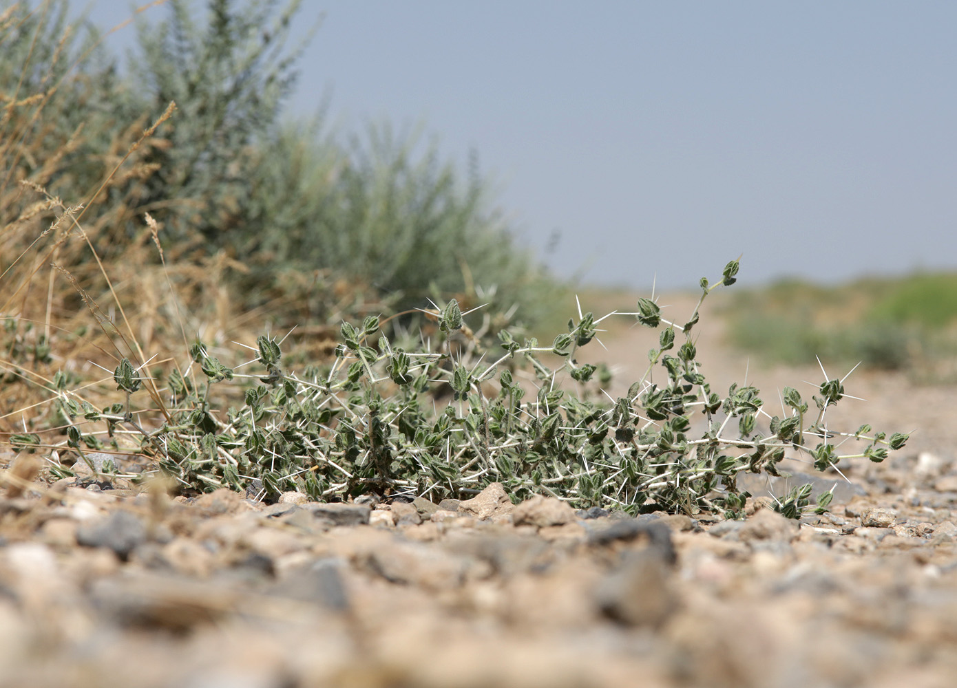 Image of Centaurea belangeriana specimen.