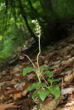 Orthilia secunda. Плодоносящее растение. Дагестан, Сергокалинский р-н, 2 км ЮЗЗ с. Мюрего, буковый лес. 23 июня 2023 г.