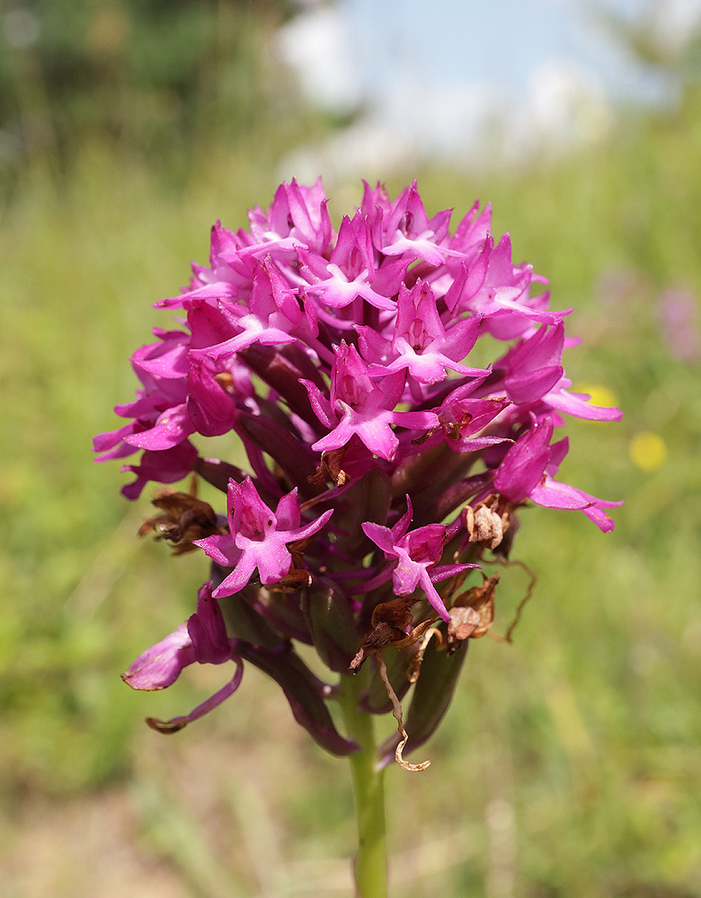 Image of Anacamptis pyramidalis specimen.