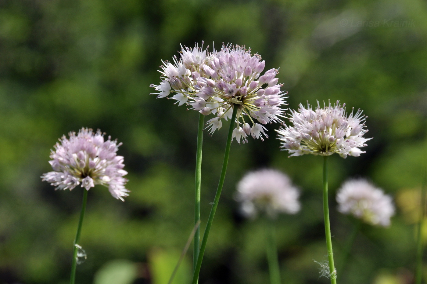 Image of Allium prokhanovii specimen.