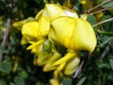 Colutea paulsenii. Цветок. Узбекистан, г. Ташкент, Ботанический сад им. Ф.Н.Русанова. 27.04.2008.