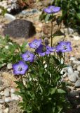 Campanula carpatica