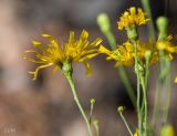 genus Hieracium