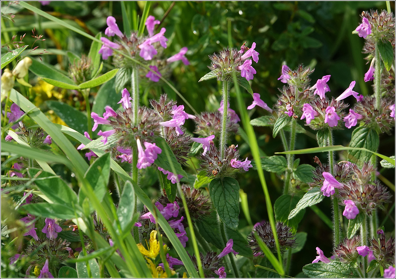 Изображение особи Clinopodium vulgare.