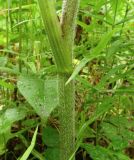 Chaerophyllum aromaticum