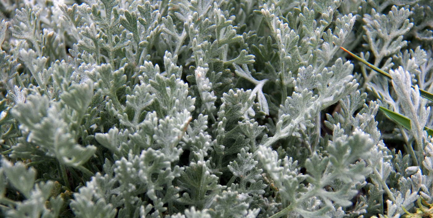 Изображение особи род Artemisia.