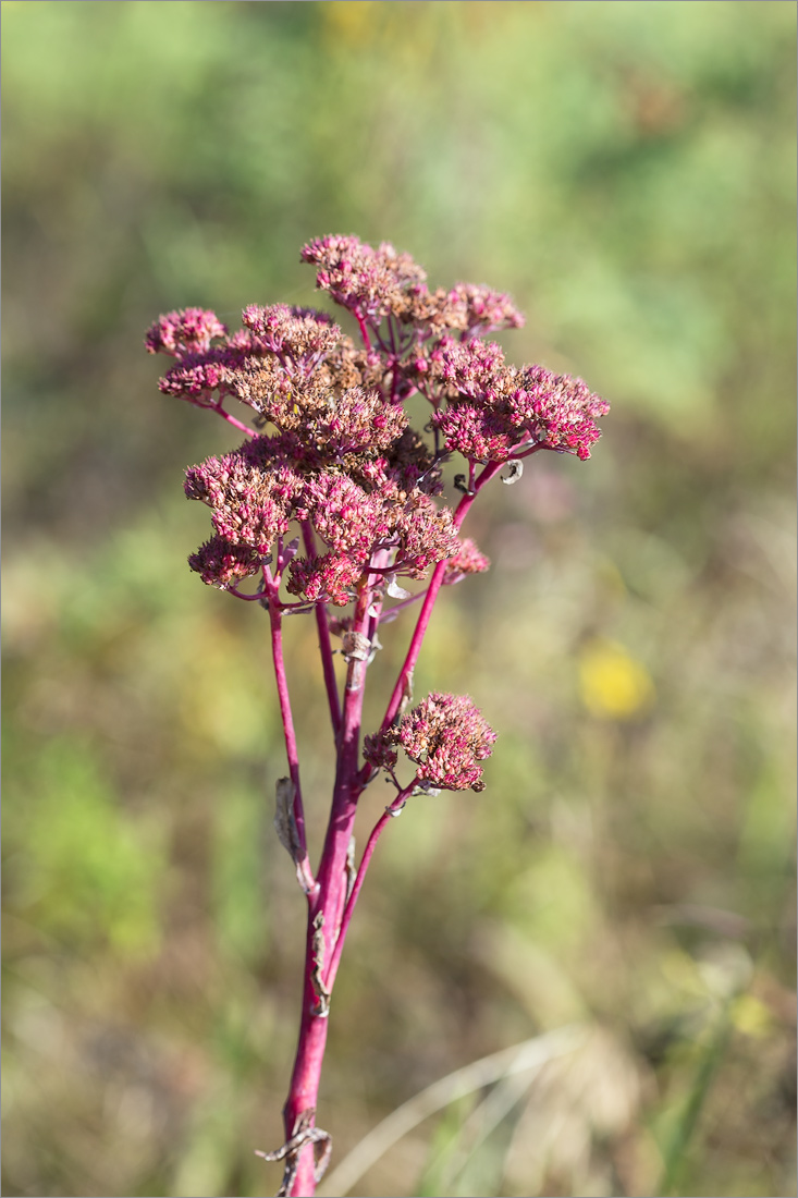 Изображение особи Hylotelephium triphyllum.