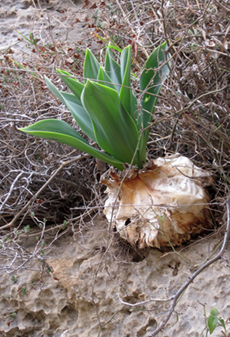Image of Drimia aphylla specimen.