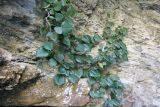 Hedera colchica