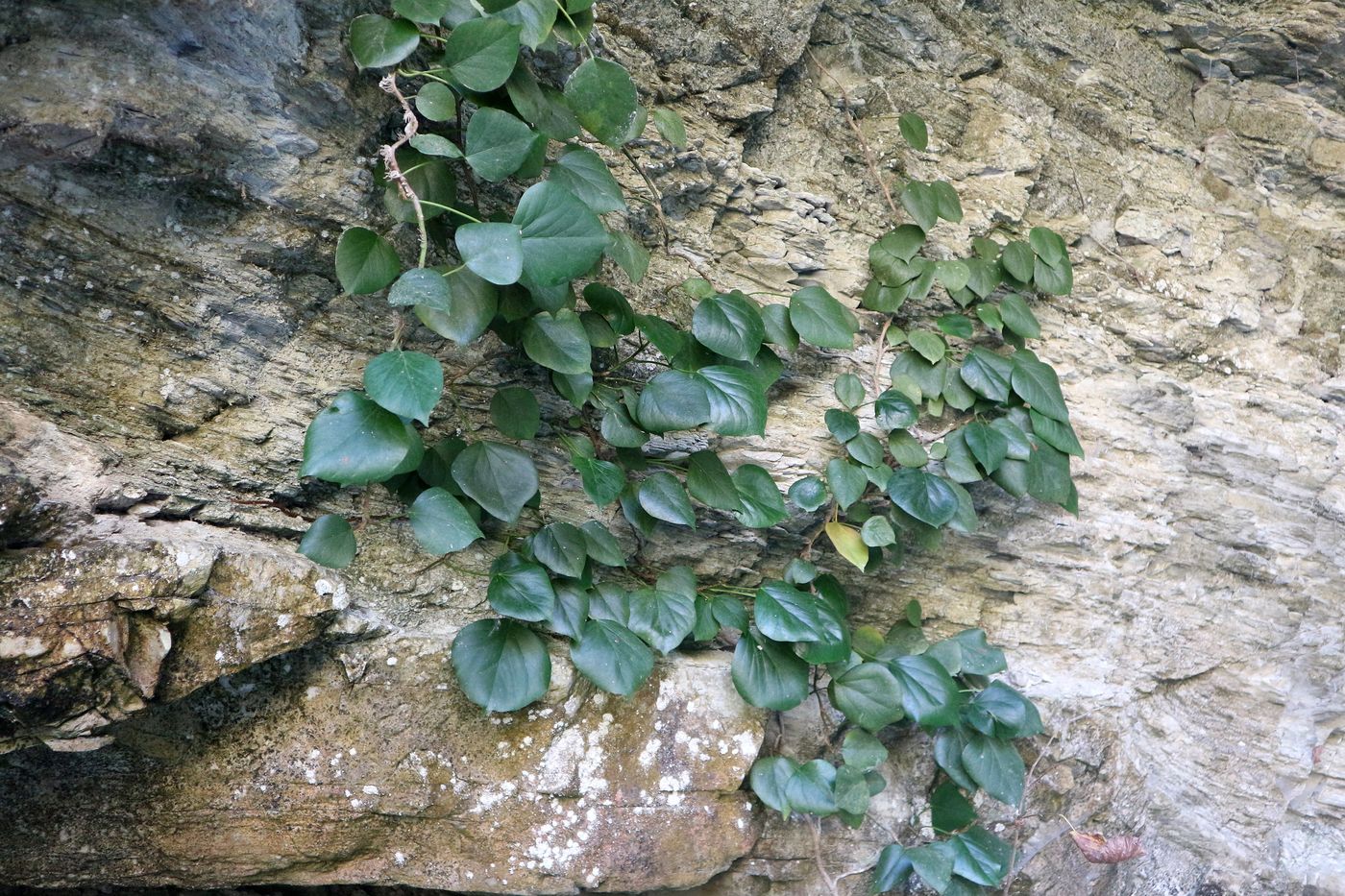 Image of Hedera colchica specimen.