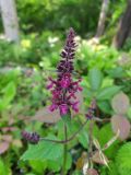 Stachys sylvatica. Соцветие. Краснодарский край, городской округ Сочи, Хостинский р-н, Мацестинский лесопарк, широколиственный лес. 19.05.2023.