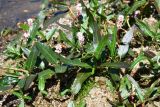 Persicaria amphibia. Цветущее растение. Иркутская обл., оз. Байкал, о. Ольхон, оз. Ханхой, урез воды. 29 июля 2023 г.