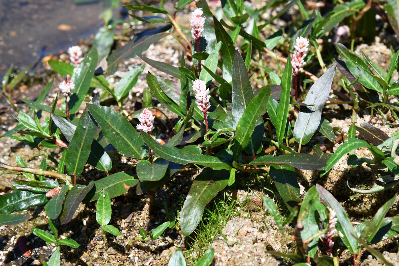 Image of Persicaria amphibia specimen.