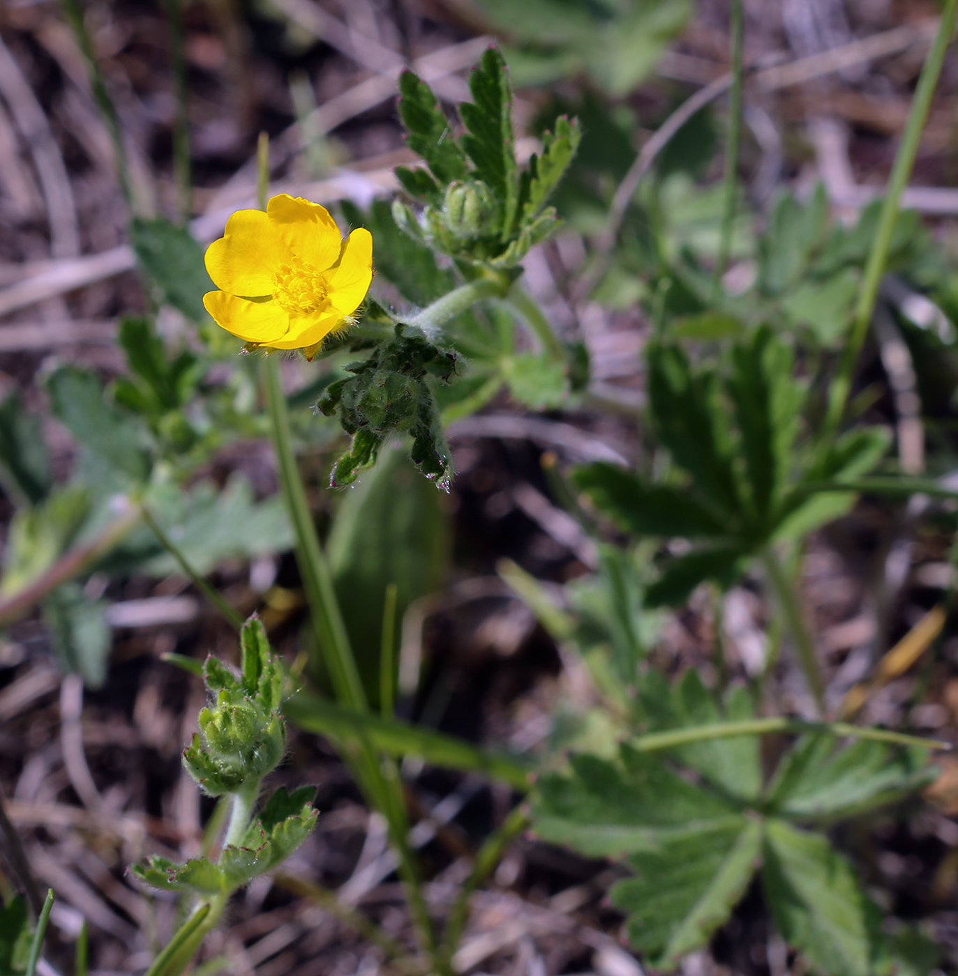Изображение особи Potentilla thuringiaca.