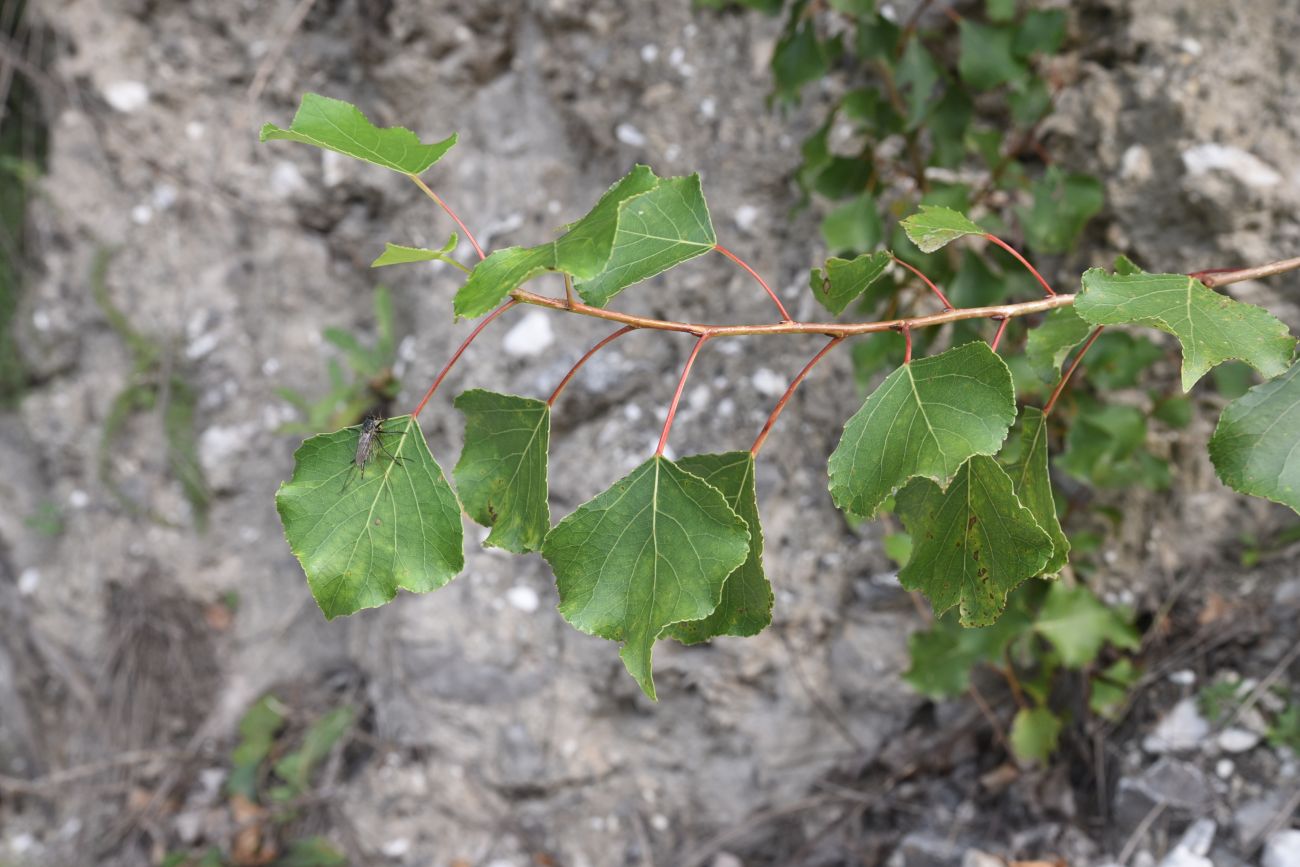 Image of genus Populus specimen.