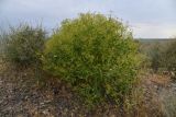 Haplophyllum perforatum. Плодоносящее растение. Казахстан, Алматинская обл., нац. парк \"Алтын-Эмель\", подгорная каменистая пустыня между Капчагайским водохранилищем и горами Чулак. 25 июня 2023 г.