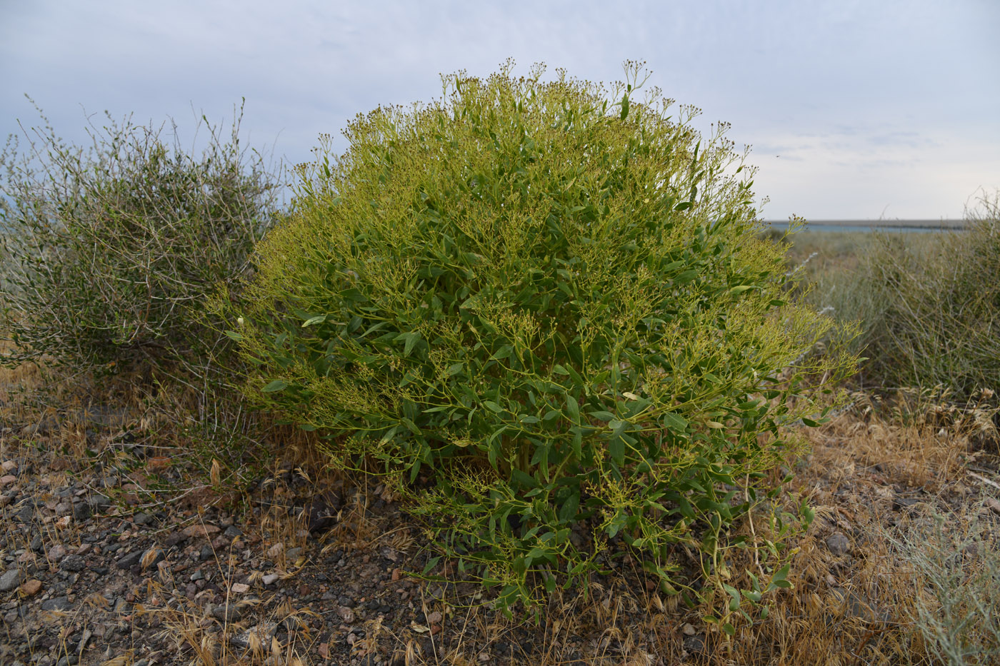 Image of Haplophyllum perforatum specimen.