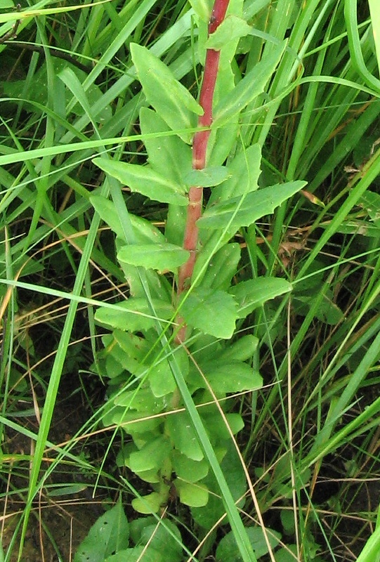 Изображение особи Hylotelephium triphyllum.