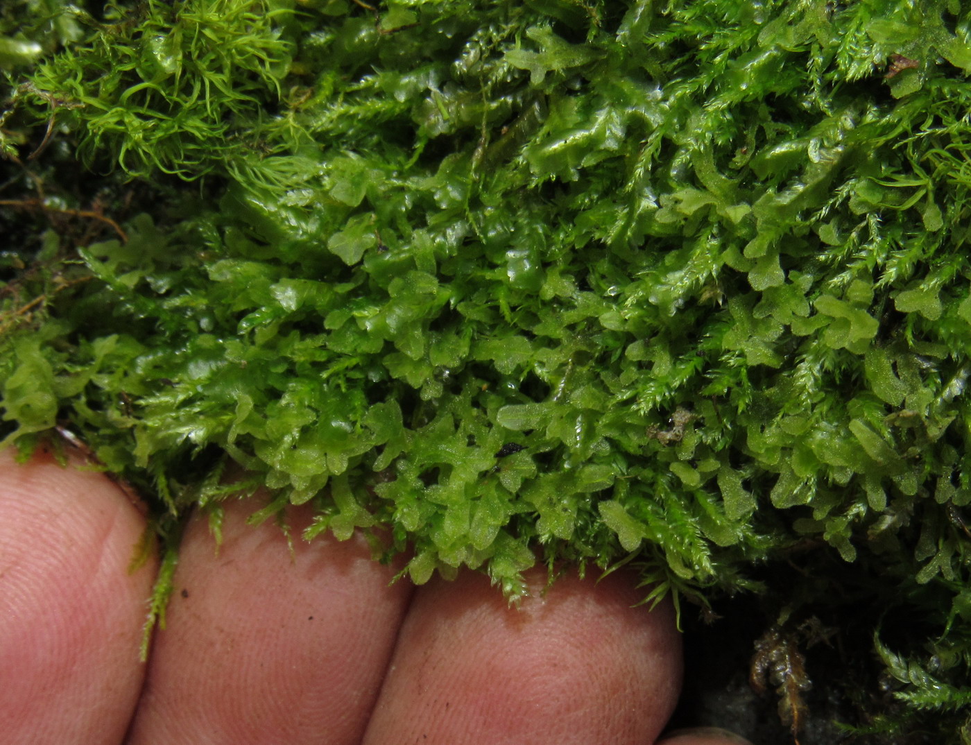 Image of Metzgeria pubescens specimen.