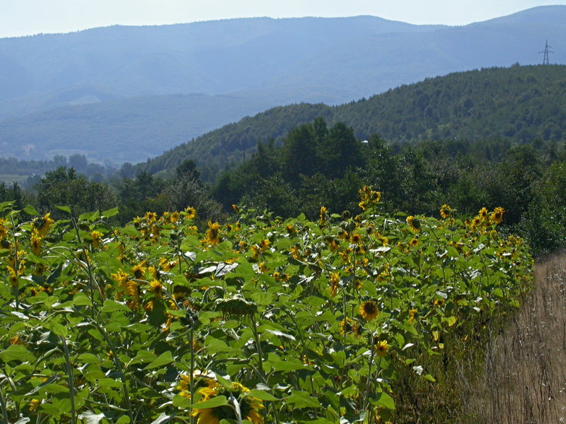 Image of Helianthus annuus specimen.