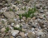 Equisetum telmateia. Вегетирующие растения. Абхазия, Гудаутский р-н, Мюссерский лесной массив, русло р. Риапши, обезвоженный участок реки. 12.04.2024.