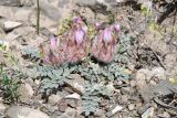 Astragalus chaetodon