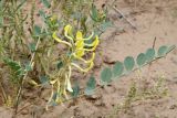 Astragalus flexus