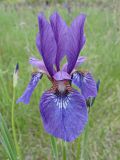 Iris sanguinea
