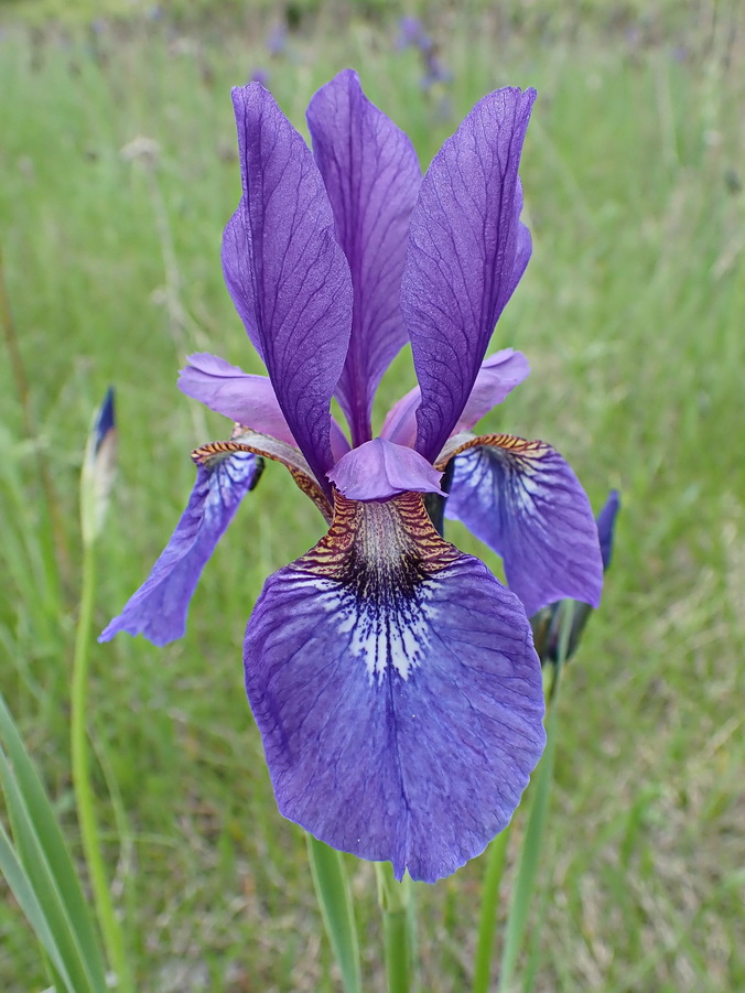 Image of Iris sanguinea specimen.
