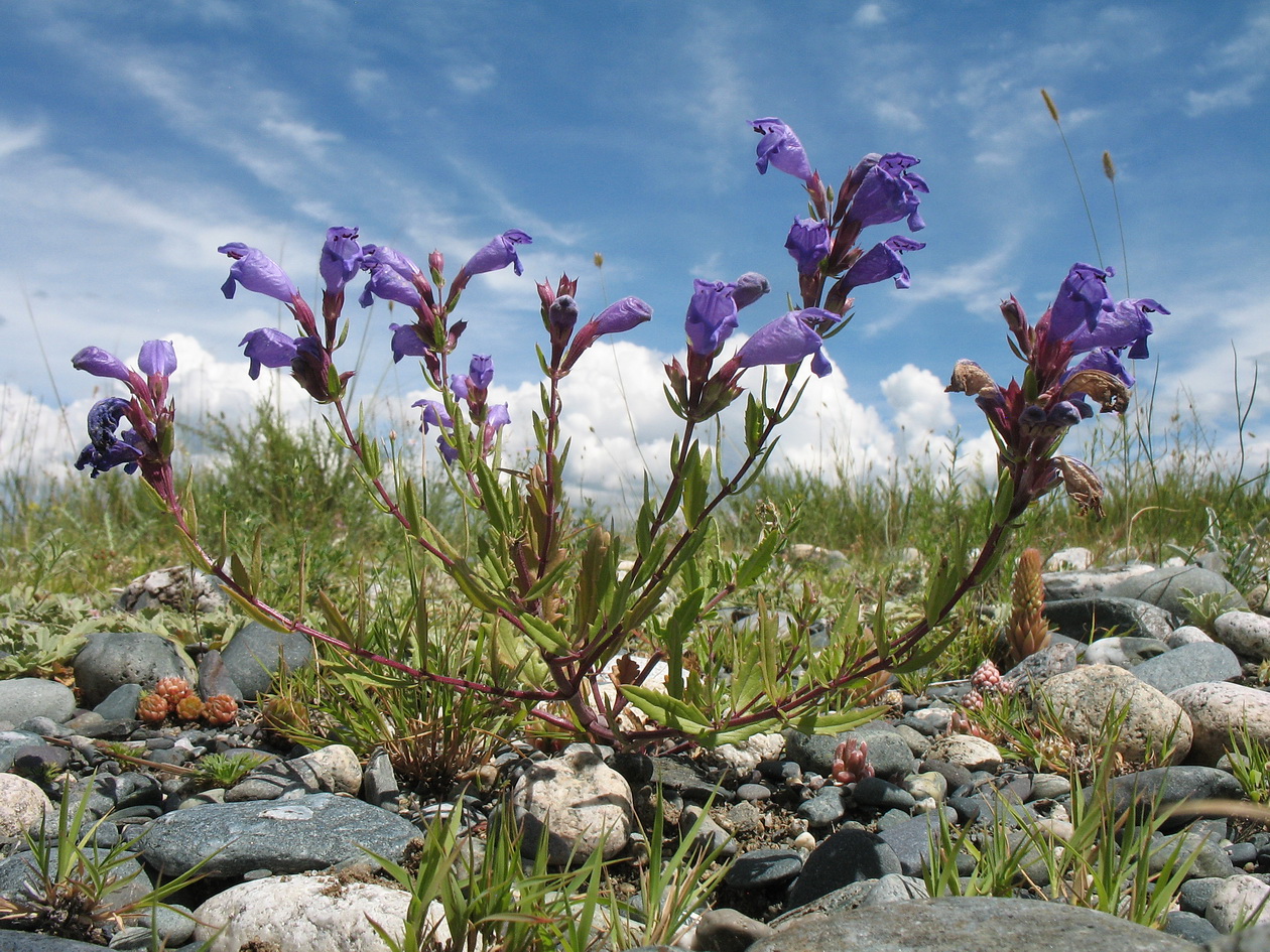 Изображение особи Dracocephalum peregrinum.