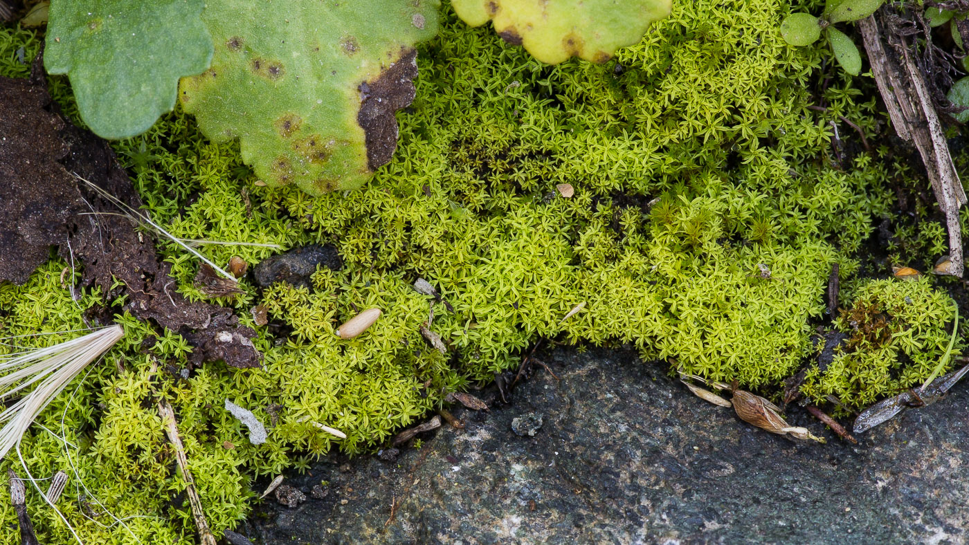 Image of Bryoerythrophyllum recurvirostrum specimen.