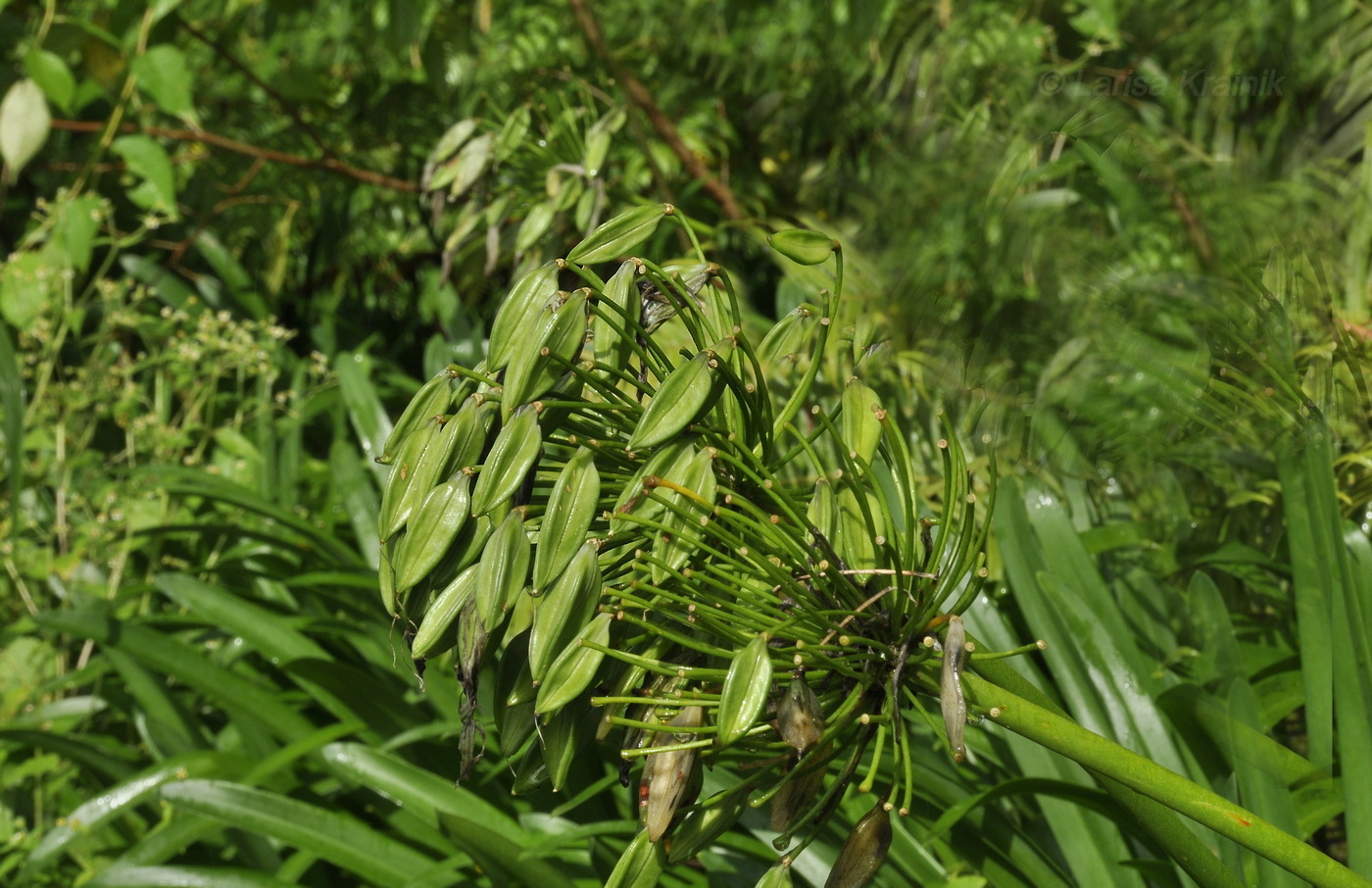 Изображение особи Agapanthus africanus.