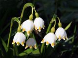 Leucojum vernum