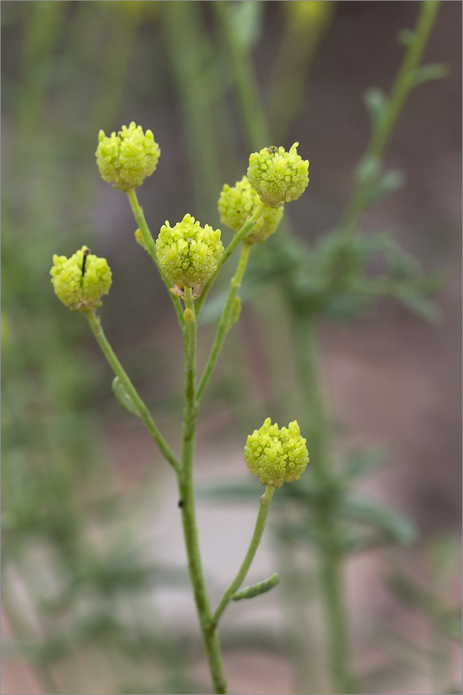 Image of Haplophyllum obtusifolium specimen.