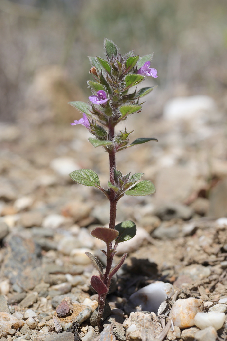 Image of Ziziphora graveolens specimen.