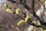 Salix caprea