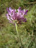 Scabiosa columbaria