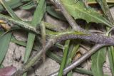 Chorispora tenella