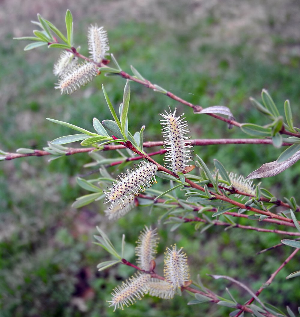 Image of Salix purpurea specimen.