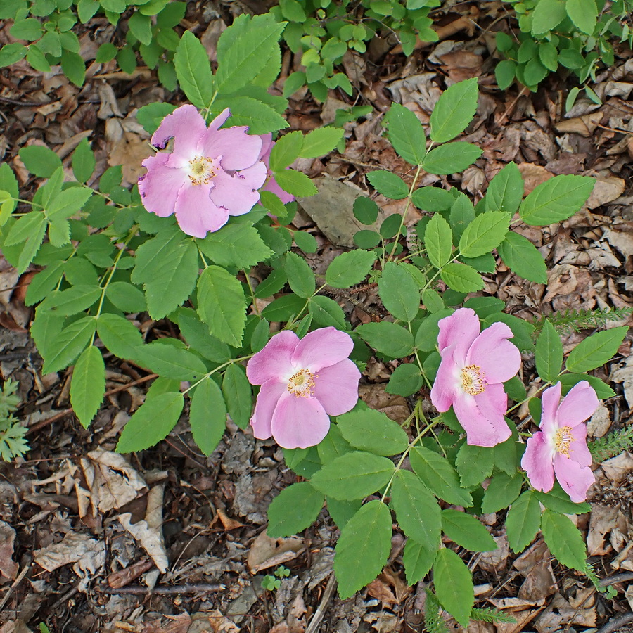 Image of Rosa davurica specimen.