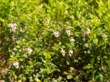 Vaccinium vitis-idaea. Цветущие растения. Карелия, Лахденпохский р-н, окр. оз. Исо-Ийярви, берёзово-сосновый лес у границы с осоково-сфагновым болотом. 13.06.2025.