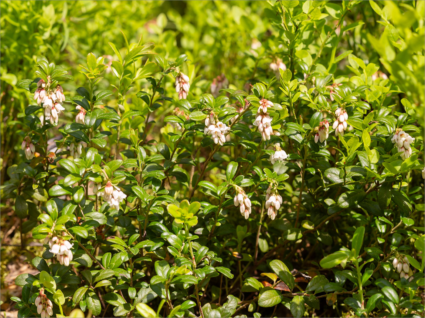 Image of Vaccinium vitis-idaea specimen.