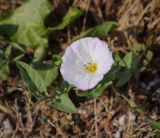 Convolvulus arvensis. Цветок и листья. Абхазия, окр. г. Новый Афон, Иверская гора, олуговелый каменистый склон. 12.06.2025.