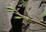 genus Salix
